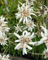 Leontopodium wilsonii 